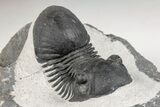 Paralejurus Trilobite Fossil - Ofaten, Morocco #204217-3